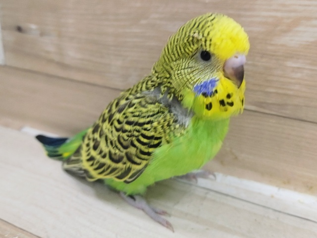 ジャンボセキセイインコ