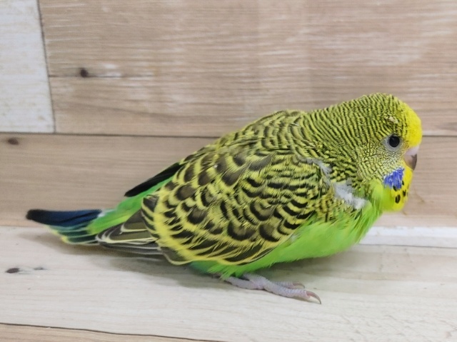 ジャンボセキセイインコ