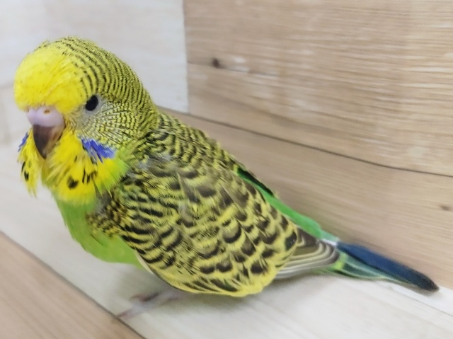 ジャンボセキセイインコ