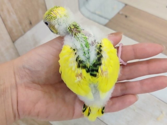 セキセイインコ