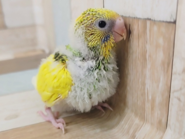セキセイインコ