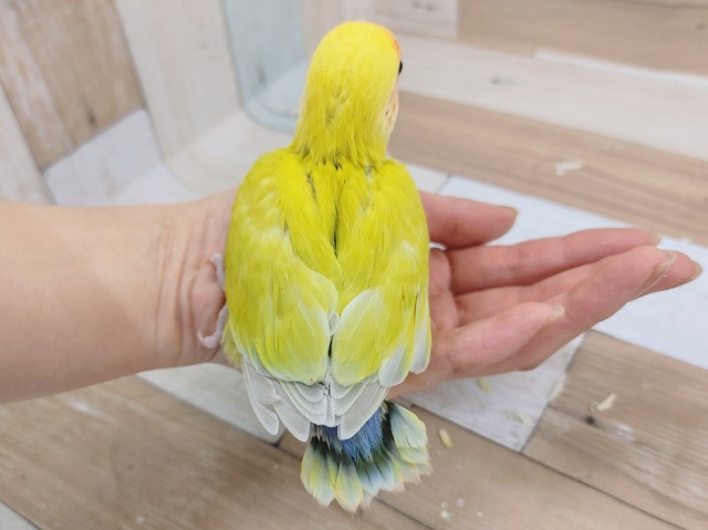 コザクラインコ（小桜インコ）