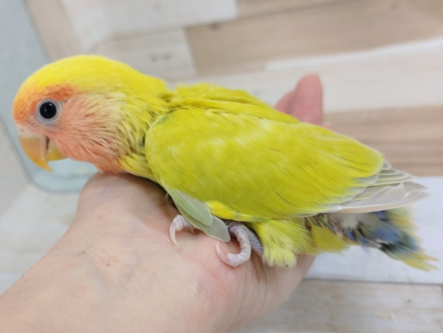 コザクラインコ（小桜インコ）