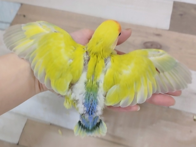 コザクラインコ（小桜インコ）