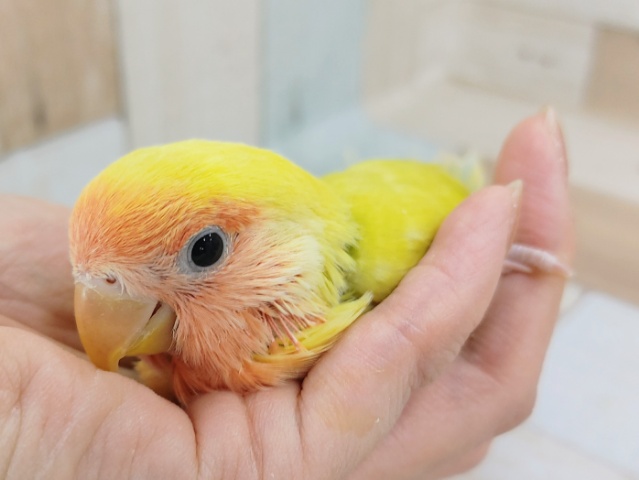 コザクラインコ（小桜インコ）
