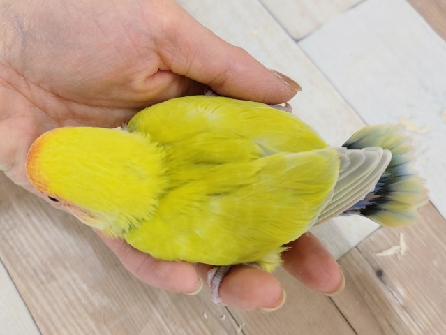 コザクラインコ（小桜インコ）