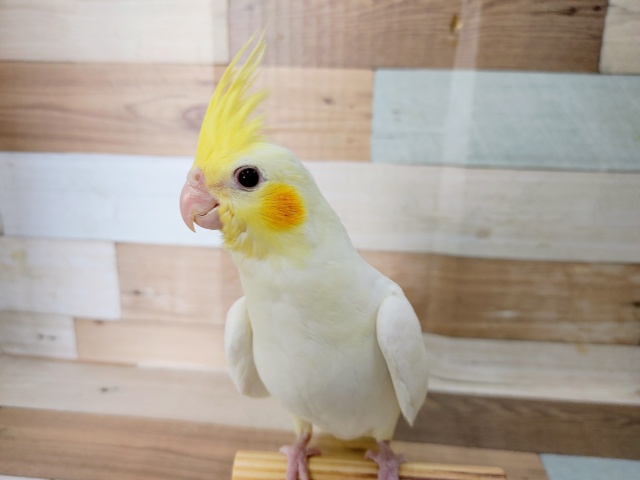 オカメインコ