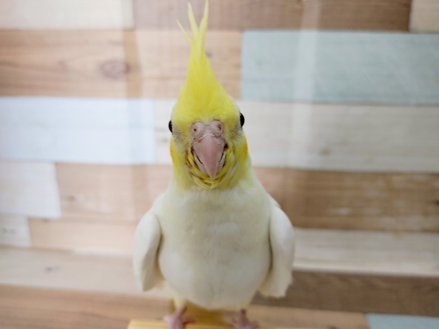 オカメインコ