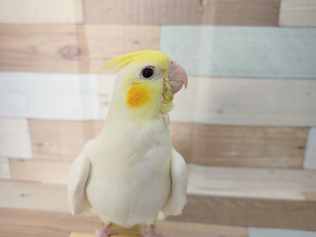オカメインコ