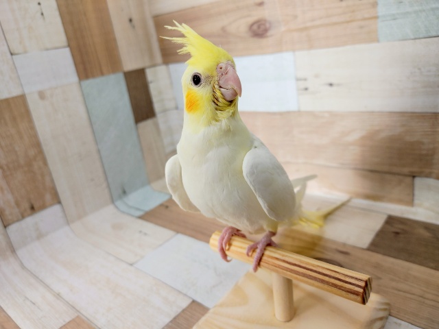 オカメインコ