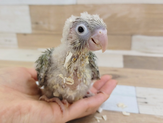 ホオミドリウロコインコ