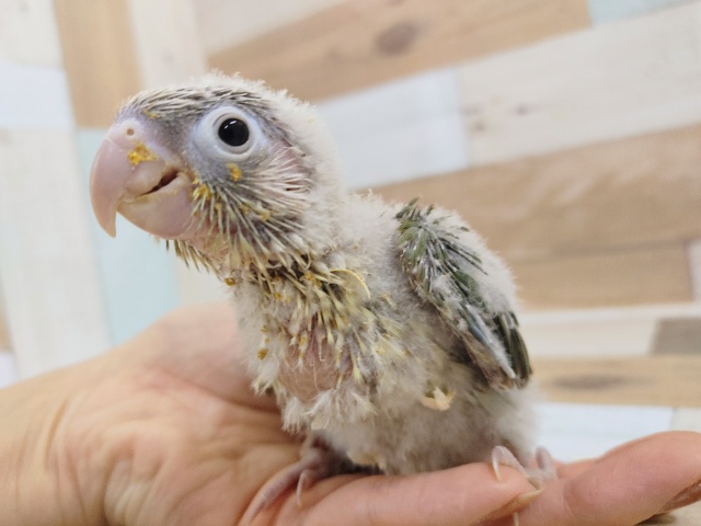 ホオミドリウロコインコ