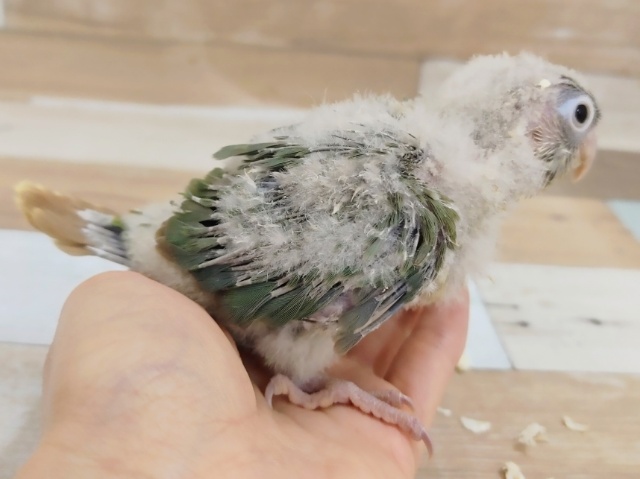 ホオミドリウロコインコ