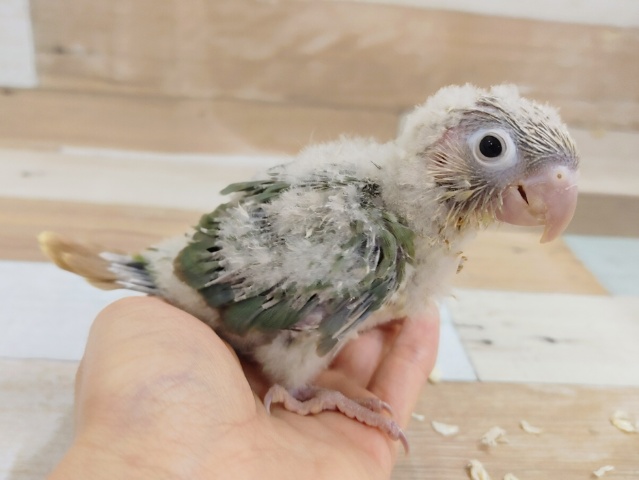 ホオミドリウロコインコ