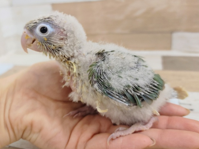 ホオミドリウロコインコ