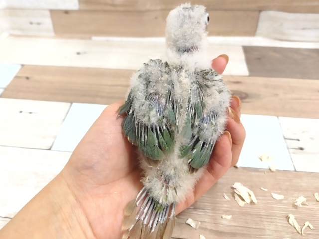ホオミドリウロコインコ