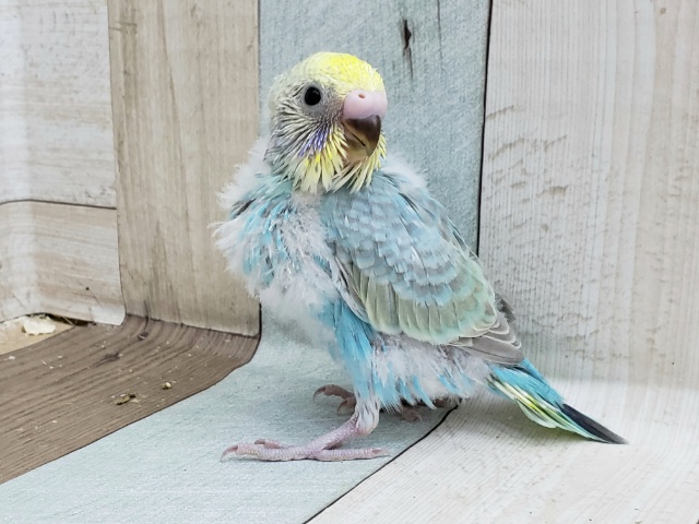 セキセイインコ