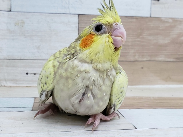 オカメインコ