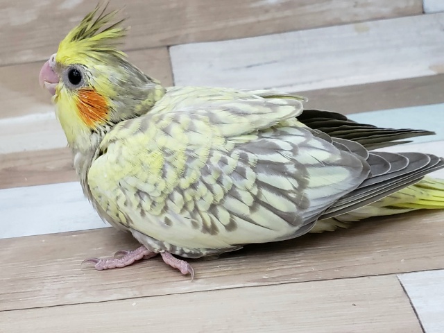オカメインコ