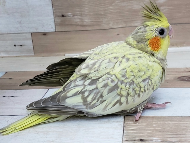 オカメインコ