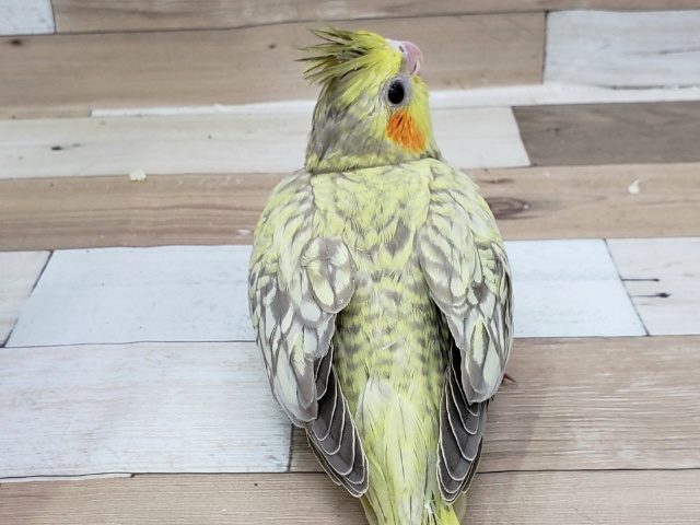 オカメインコ