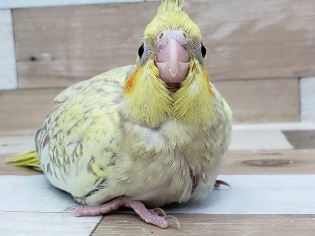 オカメインコ