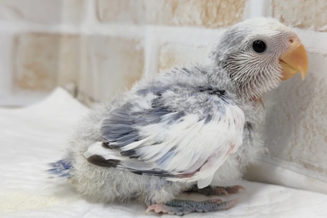 コザクラインコ（小桜インコ）