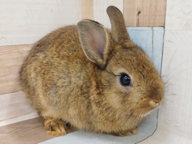 ネザーランドドワーフ