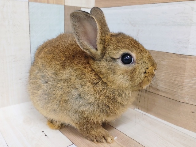 ネザーランドドワーフ