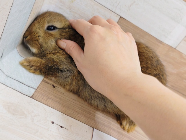 ネザーランドドワーフ