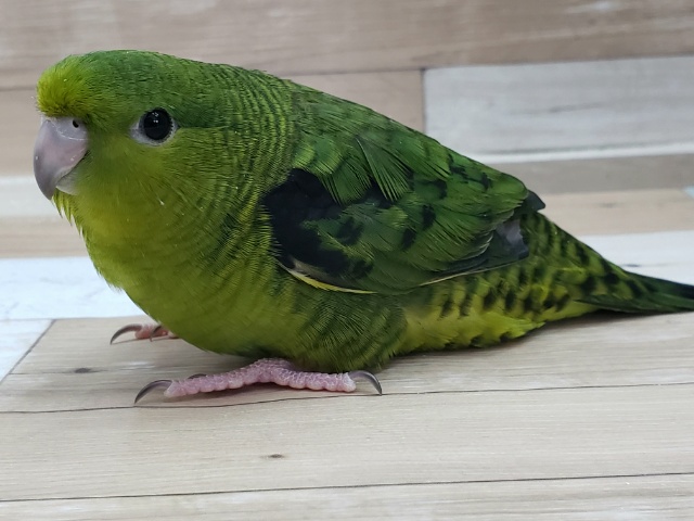 サザナミインコ