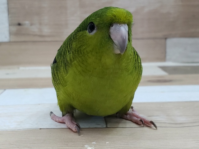 サザナミインコ