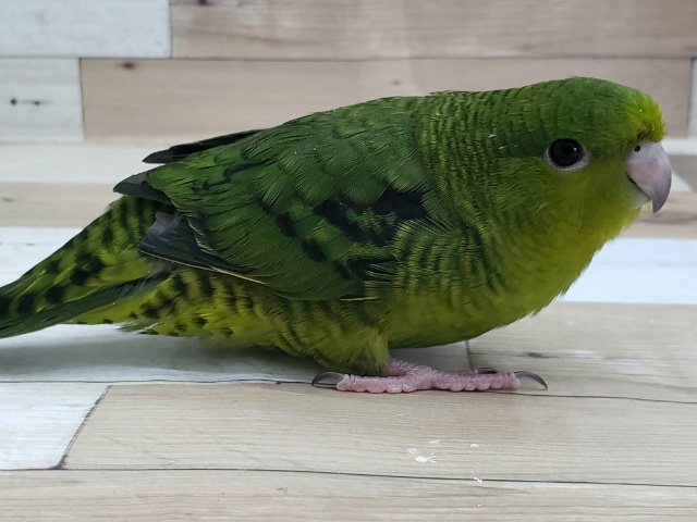 サザナミインコ