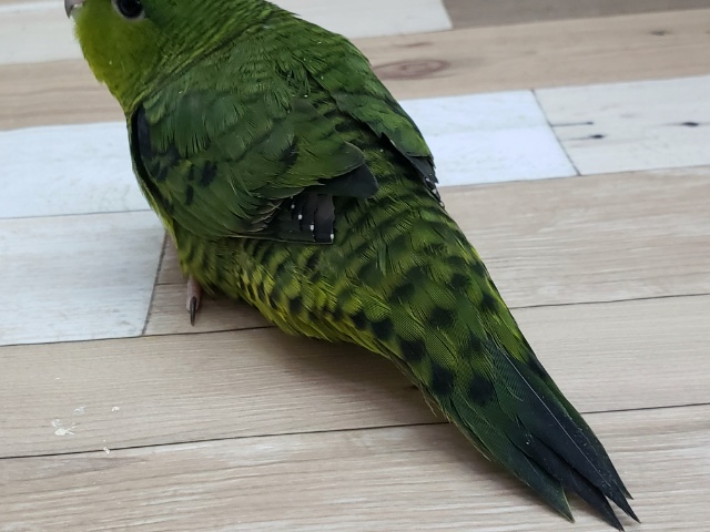 サザナミインコ