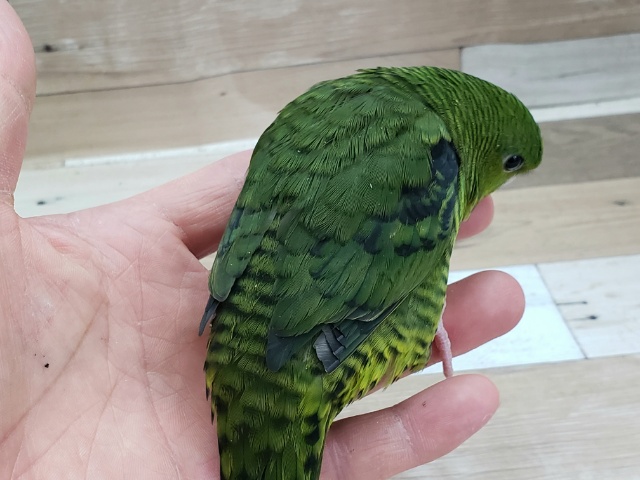 サザナミインコ