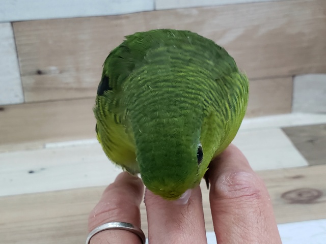 サザナミインコ