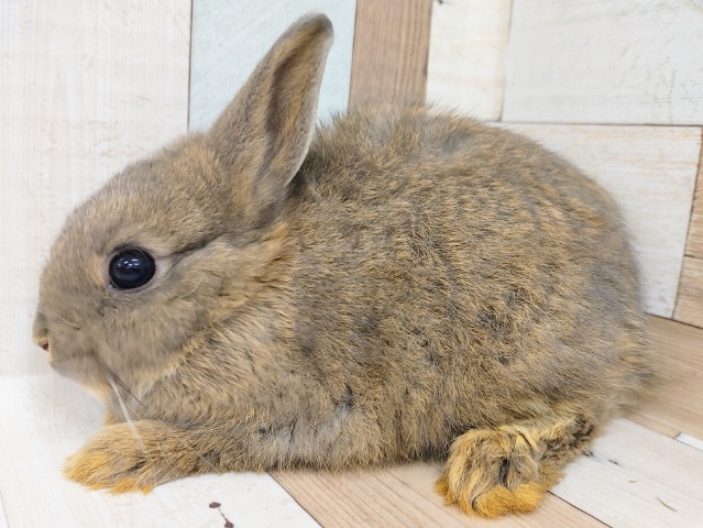 ネザーランドドワーフ