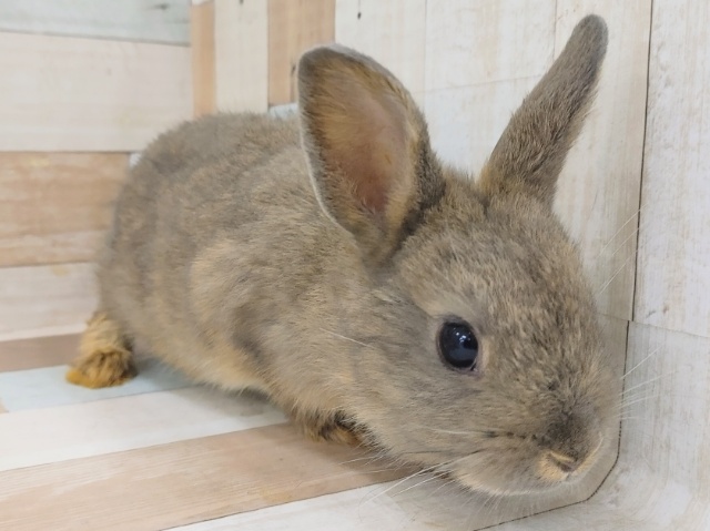 ネザーランドドワーフ