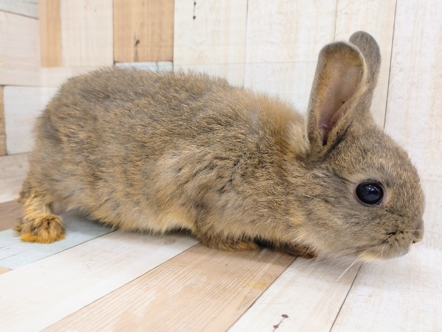 ネザーランドドワーフ