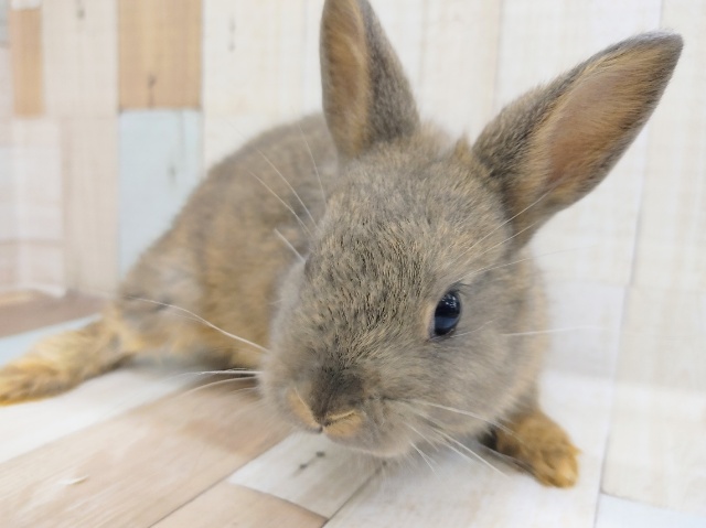 ネザーランドドワーフ