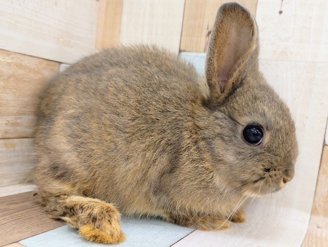 ネザーランドドワーフ