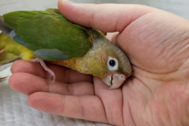 ホオミドリウロコインコ