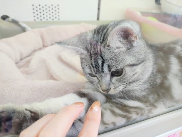 アメリカンショートヘア