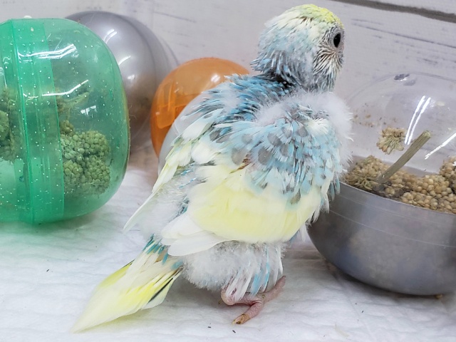 セキセイインコ