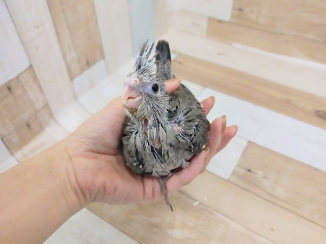オカメインコ