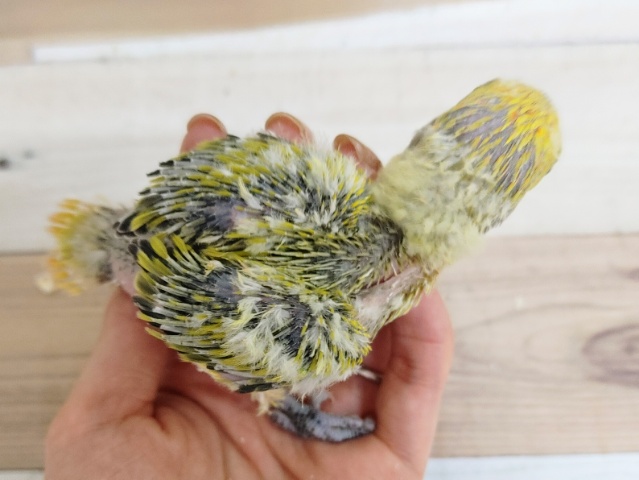 コザクラインコ（小桜インコ）
