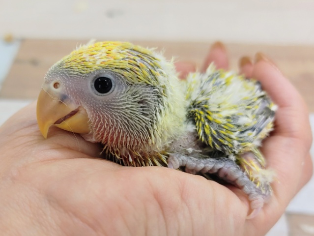 コザクラインコ（小桜インコ）