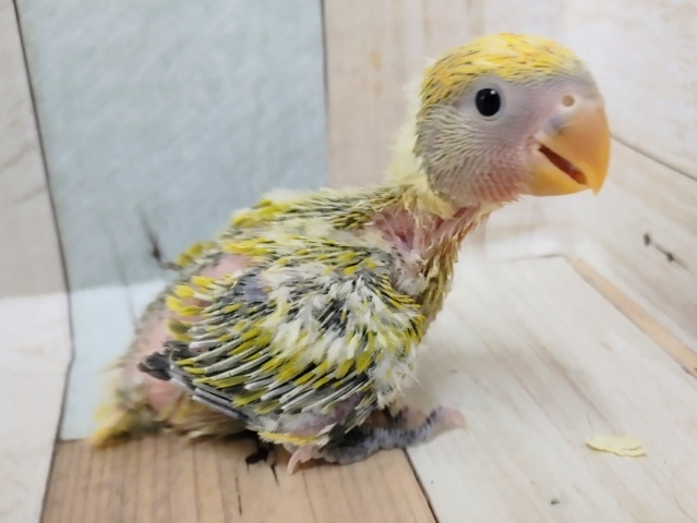コザクラインコ（小桜インコ）