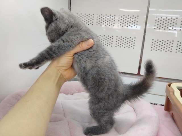 スコティッシュストレート