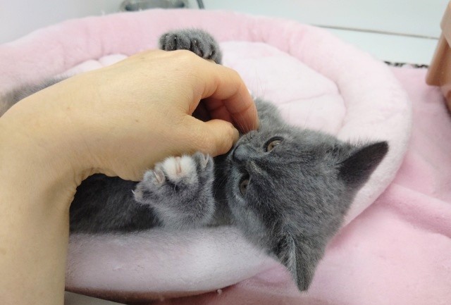 スコティッシュストレート